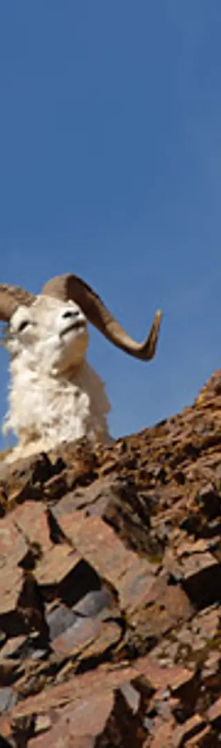 Dallsheep